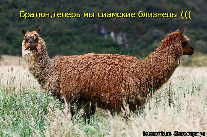 Братюн,теперь мы сиамские близнецы (((... Котоматрица: Братюн,теперь мы сиамские близнецы (((