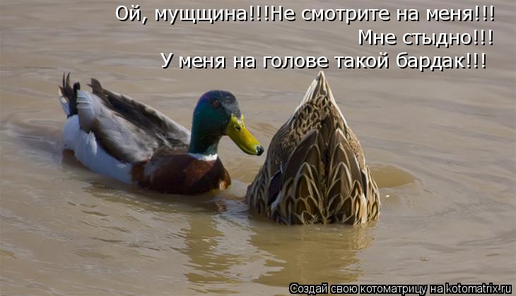 Ой, мущщина!!!Не смотрите на меня!!! Мне стыдно!!! У меня на голове такой бардак!!!... Котоматрица: Ой, мущщина!!!Не смотрите на меня!!! Мне стыдно!!! У меня на голове такой бардак!!!