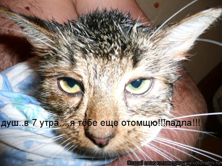 душ..в 7 утра....я тебе еще отомщю!!!падла!!!... Котоматрица: душ..в 7 утра....я тебе еще отомщю!!!падла!!!