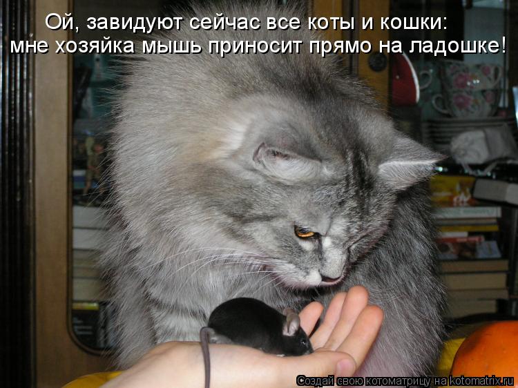мне хозяйка мышь приносит прямо на ладошке! Ой, завидуют сейчас все коты и кошки:... Котоматрица: мне хозяйка мышь приносит прямо на ладошке! Ой, завидуют сейчас все коты и кошки: