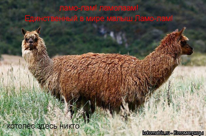 ламо-лам! ламолаам! ламо-лам! ламолаам! Единственный в мире малыш Ламо-лам! котопёс здесь никто... Котоматрица: ламо-лам! ламолаам! ламо-лам! ламолаам! Единственный в мире малыш Ламо-лам! котопёс здесь никто