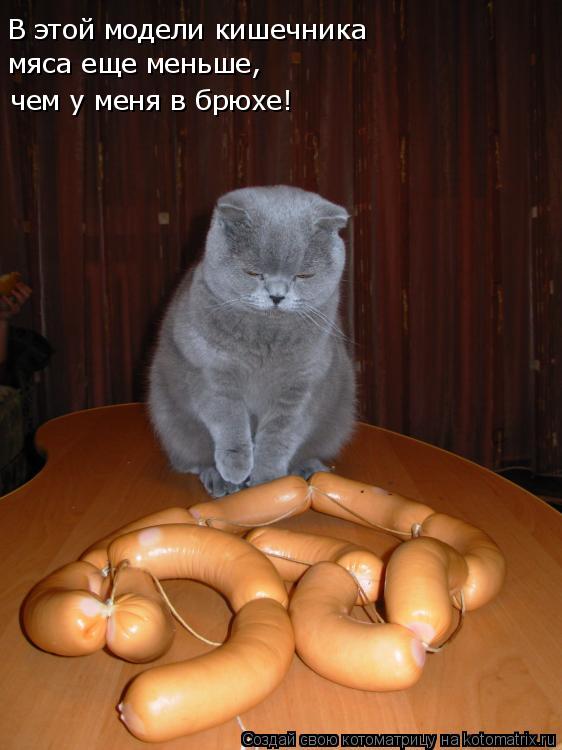 В этой модели кишечника мяса еще меньше, чем у меня в брюхе!... Котоматрица: В этой модели кишечника мяса еще меньше, чем у меня в брюхе!