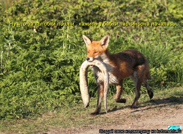 Ну что за колобки пошли...кажись у бабки паркинсона началась...... Котоматрица: Ну что за колобки пошли...кажись у бабки паркинсона началась...