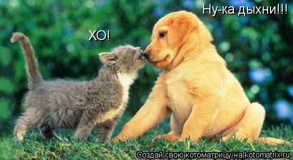 Ну-ка дыхни!!! ХО!... Котоматрица: Ну-ка дыхни!!! ХО!