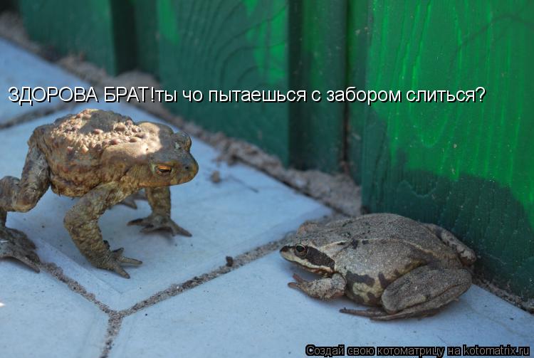 ЗДОРОВА БРАТ!ты чо пытаешься с забором слиться?... Котоматрица: ЗДОРОВА БРАТ!ты чо пытаешься с забором слиться?