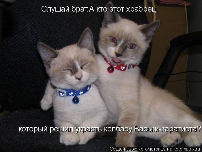Слушай,брат.А кто этот храбрец, который решил украсть колбасу Васьки-каратиста?... Котоматрица: Слушай,брат.А кто этот храбрец, который решил украсть колбасу Васьки-каратиста?
