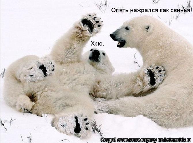 Опять нажрался как свинья!!! Хрю.... Котоматрица: Опять нажрался как свинья!!! Хрю.