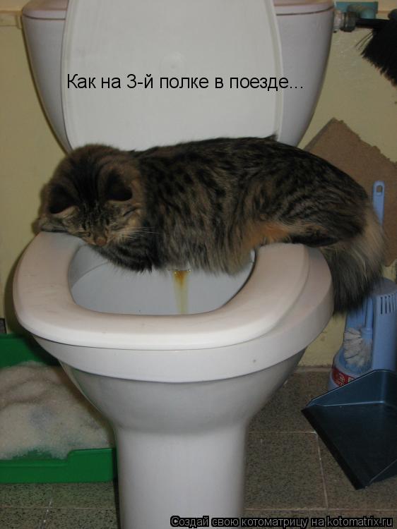 Как на 3-й полке в поезде...... Котоматрица: Как на 3-й полке в поезде...