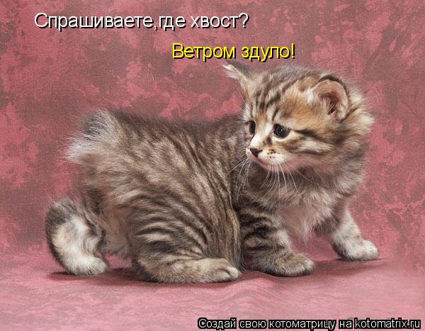 Спрашиваете,где хвост? Ветром здуло!... Котоматрица: Спрашиваете,где хвост? Ветром здуло!
