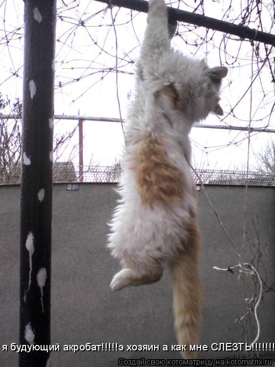 я будующий акробат!!!!!э хозяин а как мне СЛЕЗТЬ!!!!!!!!!!!!!!!!!!!?????????????... Котоматрица: я будующий акробат!!!!!э хозяин а как мне СЛЕЗТЬ!!!!!!!!!!!!!!!!!!!?????????????