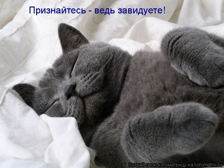 Признайтесь - ведь завидуете!... Котоматрица: Признайтесь - ведь завидуете!