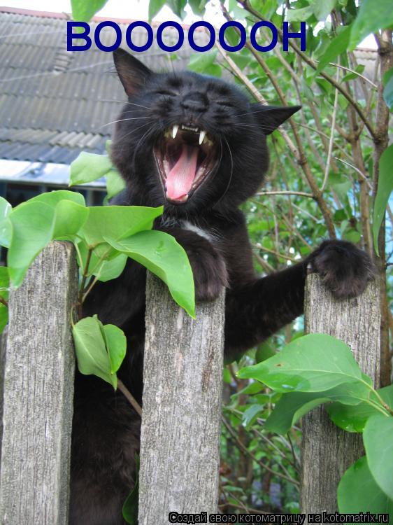 воооооон... Котоматрица: воооооон