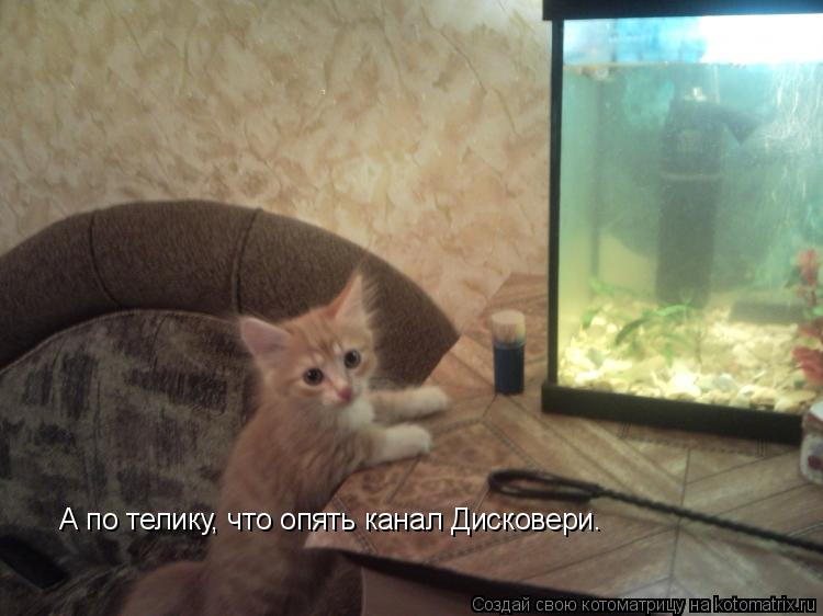 А по телику, что опять канал Дисковери.... Котоматрица: А по телику, что опять канал Дисковери.