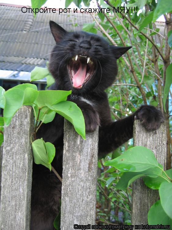 Откройте рот и скажите МЯУ!!!... Котоматрица: Откройте рот и скажите МЯУ!!!