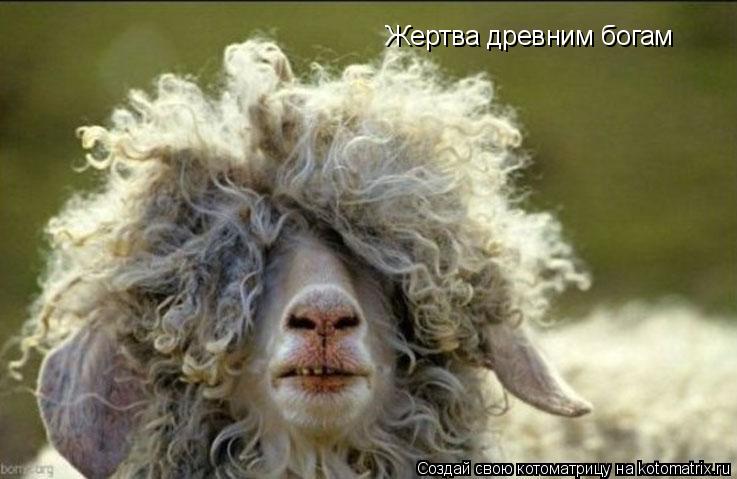 Жертва древним богам... Котоматрица: Жертва древним богам