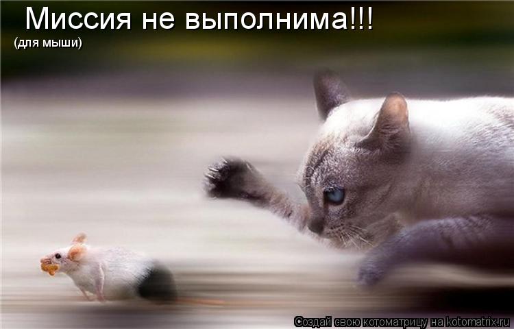 Миссия не выполнима!!! (для мыши)... Котоматрица: Миссия не выполнима!!! (для мыши)