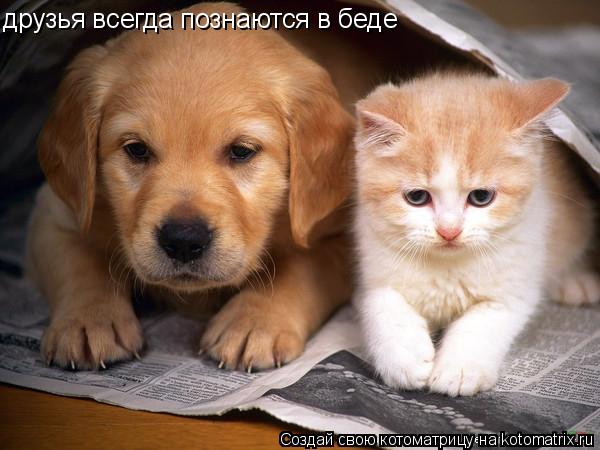 друзья всегда познаются в беде... Котоматрица: друзья всегда познаются в беде