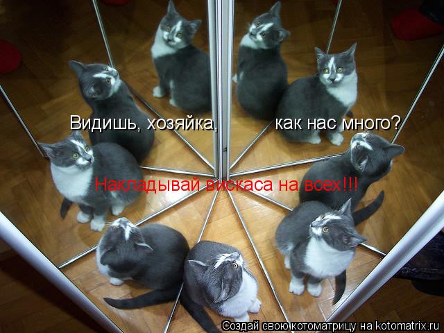 Видишь, хозяйка, как нас много? Накладывай вискаса на всех!!!... Котоматрица: Видишь, хозяйка, как нас много? Накладывай вискаса на всех!!!