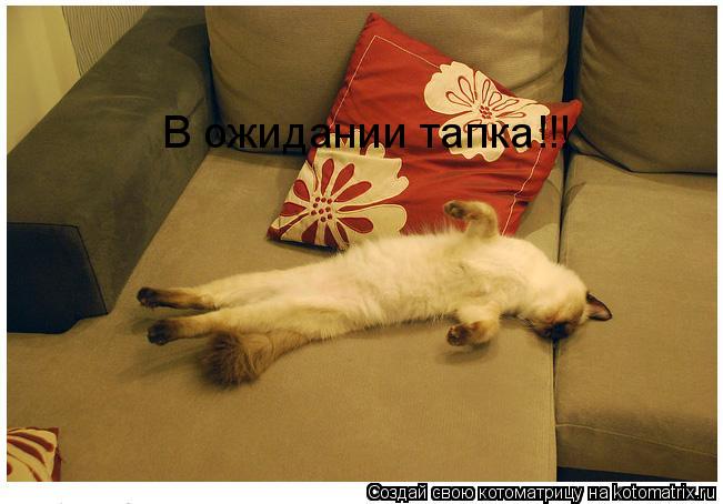 В ожидании тапка!!!... Котоматрица: В ожидании тапка!!!
