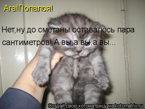 Ага!Попался! Нет,ну до сметаны оставалось пара сантиметров! А вы,а вы,а вы...... Котоматрица: Ага!Попался! Нет,ну до сметаны оставалось пара сантиметров! А вы,а вы,а вы...