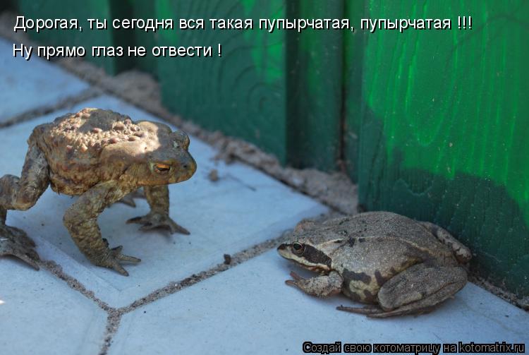 Дорогая, ты сегодня вся такая пупырчатая, пупырчатая !!! Ну прямо глаз не отвести !... Котоматрица: Дорогая, ты сегодня вся такая пупырчатая, пупырчатая !!! Ну прямо глаз не отвести !