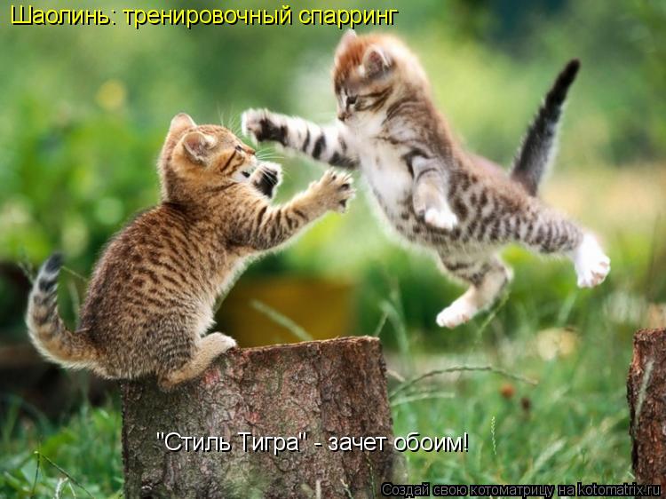 Шаолинь: тренировочный спарринг "Стиль Тигра" - зачет обоим!... Котоматрица: Шаолинь: тренировочный спарринг "Стиль Тигра" - зачет обоим!