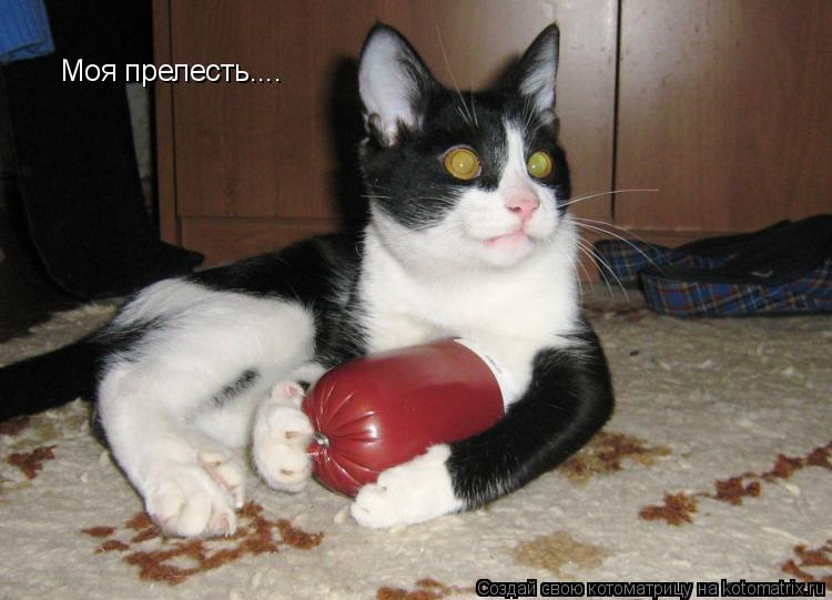 Моя прелесть....... Котоматрица: Моя прелесть....