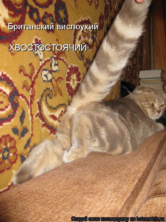 Британский вислоухий ХВОСТОСТОЯЧИЙ... Котоматрица: Британский вислоухий ХВОСТОСТОЯЧИЙ