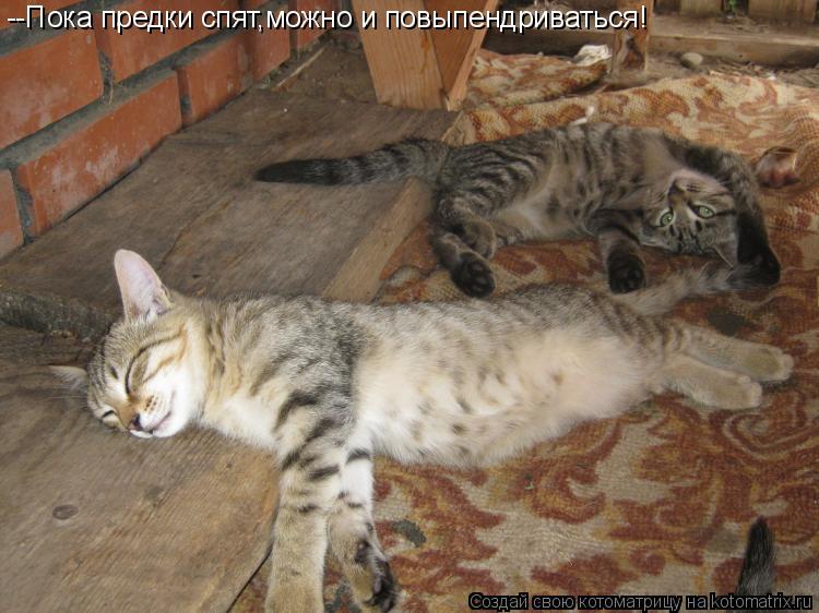 --Пока предки спят,можно и повыпендриваться!... Котоматрица: --Пока предки спят,можно и повыпендриваться!