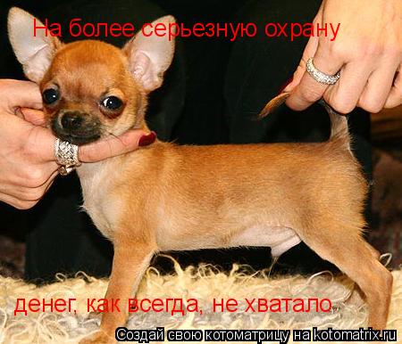 На более серьезную охрану денег, как всегда, не хватало... Котоматрица: На более серьезную охрану денег, как всегда, не хватало