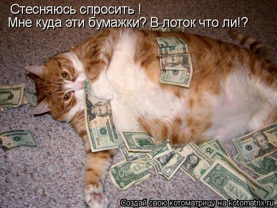 Стесняюсь спросить ! Мне куда эти бумажки? В лоток что ли!?... Котоматрица: Стесняюсь спросить ! Мне куда эти бумажки? В лоток что ли!?