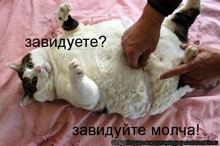 завидуете? завидуйте молча!... Котоматрица: завидуете? завидуйте молча!