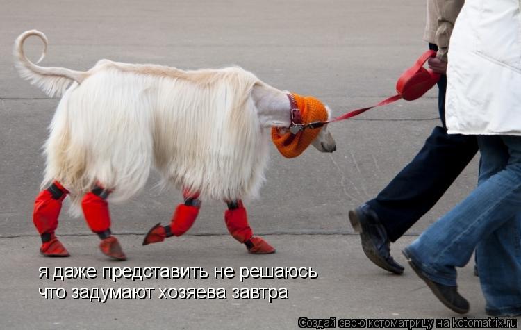 я даже представить не решаюсь что задумают хозяева завтра... Котоматрица: я даже представить не решаюсь что задумают хозяева завтра