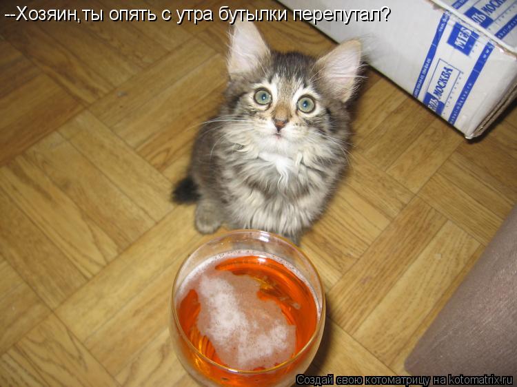 --Хозяин,ты опять с утра бутылки перепутал?... Котоматрица: --Хозяин,ты опять с утра бутылки перепутал?