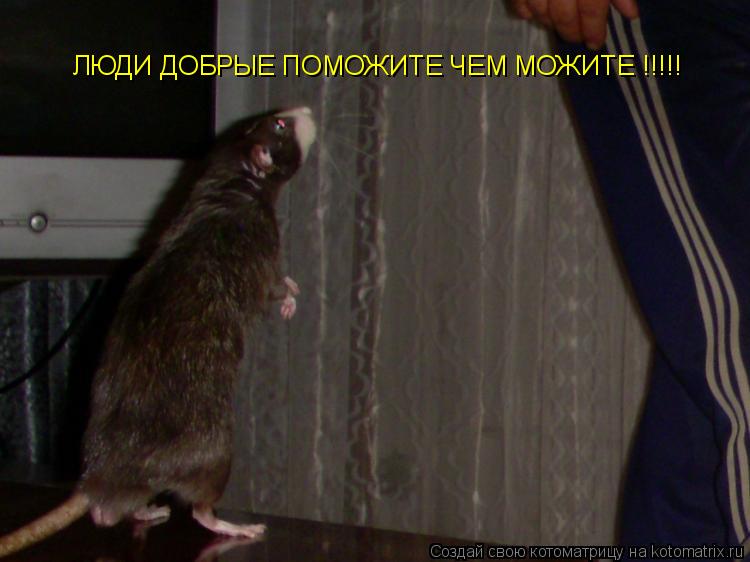 ЛЮДИ ДОБРЫЕ ПОМОЖИТЕ ЧЕМ МОЖИТЕ !!!!!... Котоматрица: ЛЮДИ ДОБРЫЕ ПОМОЖИТЕ ЧЕМ МОЖИТЕ !!!!!