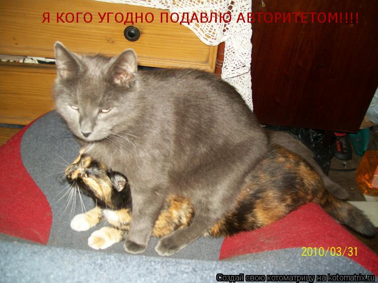 Я КОГО УГОДНО ПОДАВЛЮ АВТОРИТЕТОМ!!!!... Котоматрица: Я КОГО УГОДНО ПОДАВЛЮ АВТОРИТЕТОМ!!!!