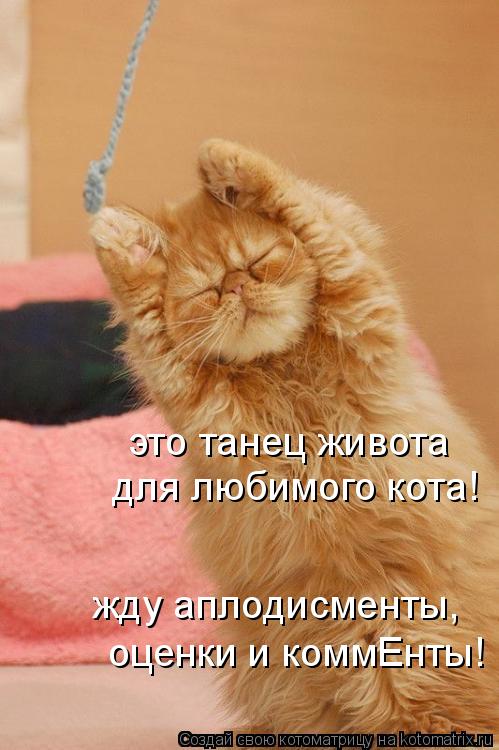 это танец живота для любимого кота! жду аплодисменты, оценки и коммЕнты!... Котоматрица: это танец живота для любимого кота! жду аплодисменты, оценки и коммЕнты!