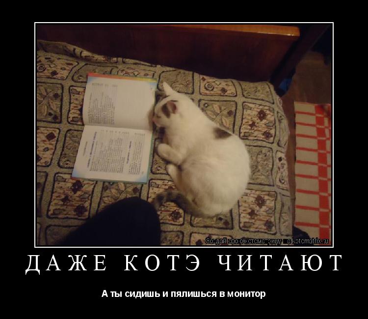 Даже котэ читают А ты сидишь и пялишься в монитор... Котоматрица: Даже котэ читают А ты сидишь и пялишься в монитор