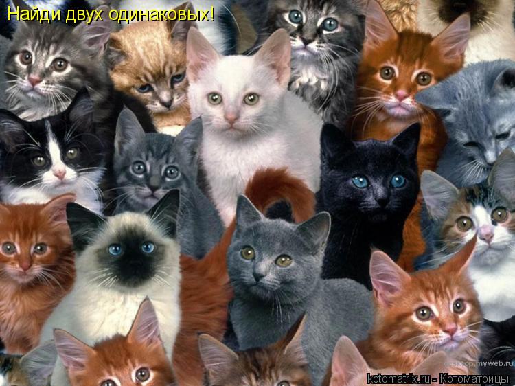 Котоматрица: Найди двух одинаковых!