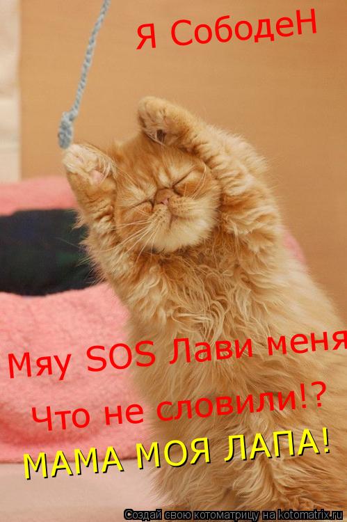 Я СободеН Мяу SOS Лави меня! Что не словили!? МАМА МОЯ ЛАПА!... Котоматрица: Я СободеН Мяу SOS Лави меня! Что не словили!? МАМА МОЯ ЛАПА!