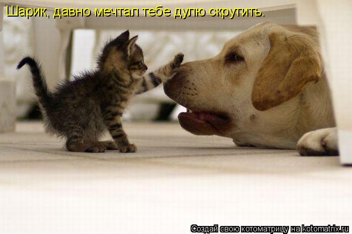 Котоматрица: Шарик, давно мечтал тебе дулю скрутить.