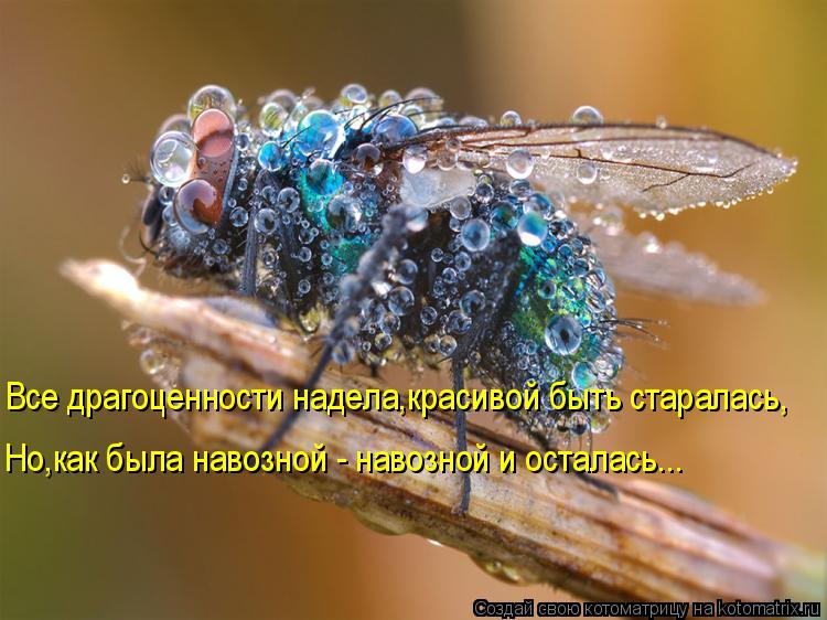 Все драгоценности надела,красивой быть старалась, Но,как была навозной - навозной и осталась...... Котоматрица: Все драгоценности надела,красивой быть старалась, Но,как была навозной - навозной и осталась...
