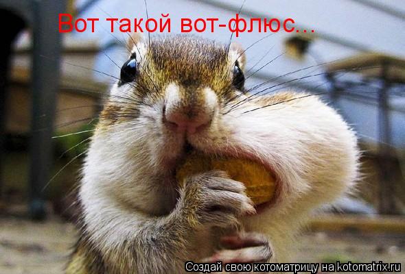 Вот такой вот-флюс...... Котоматрица: Вот такой вот-флюс...