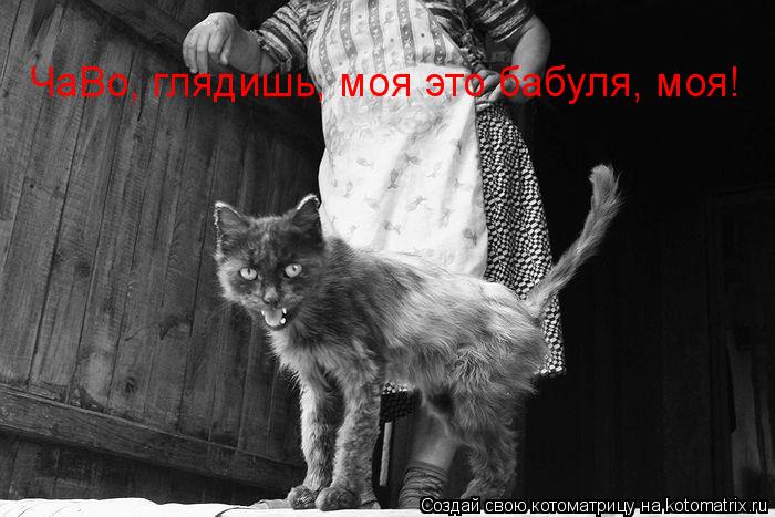Котоматрица: ЧаВо, глядишь, моя это бабуля, моя!