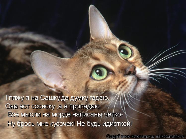 Котоматрица: Гляжу я на Сашку,да думку гадаю. Все мысли на морде написаны чётко- Она ест сосиску ,а я пропадаю. Ну брось мне кусочек! Не будь идиоткой!