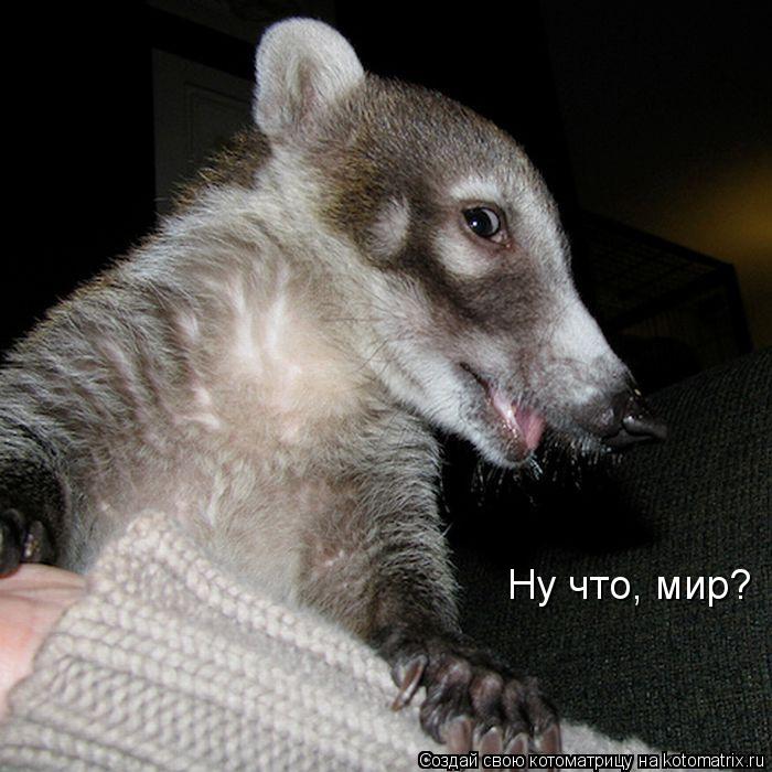 Котоматрица: Ну что, мир?
