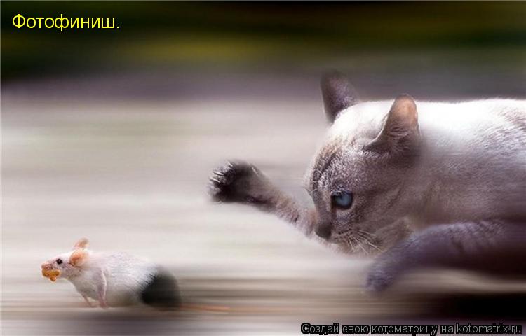 Котоматрица: Фотофиниш.