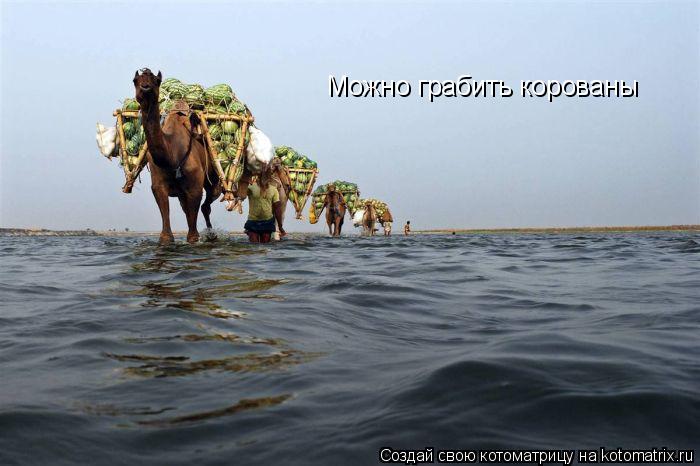 Котоматрица: Можно грабить корованы