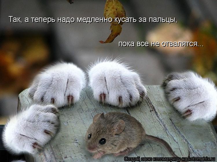 Котоматрица: Так, а теперь надо медленно кусать за пальцы,  пока все не отвалятся...