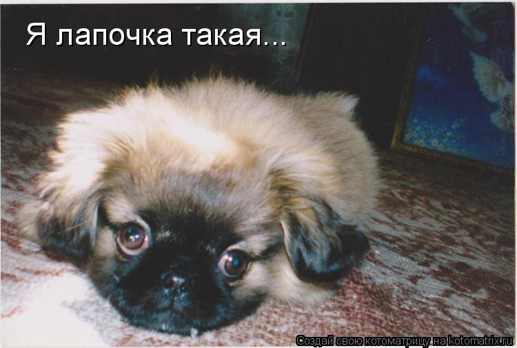 Я лапочка такая...... Котоматрица: Я лапочка такая...